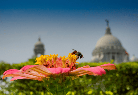Close up of bee on a flower with the Victoria Memorial, Kolkata behind