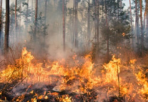 Forest on fire