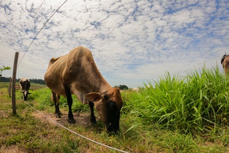 Photograph of cattle grazing in a field in Peru. Uses a fisheye lens. 