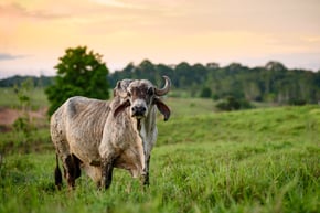 Photo of bull in field. Trees in backdrop.