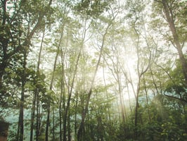 Image of a forest