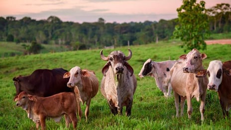 AGRAP cows