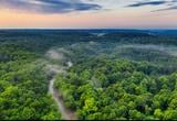 Forest - stock image