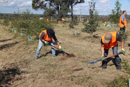 NSW planting
