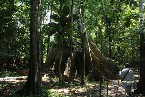 Climate Group responds to Brazil elections