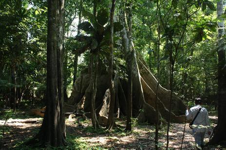 Amazonas, Brazil.jpg