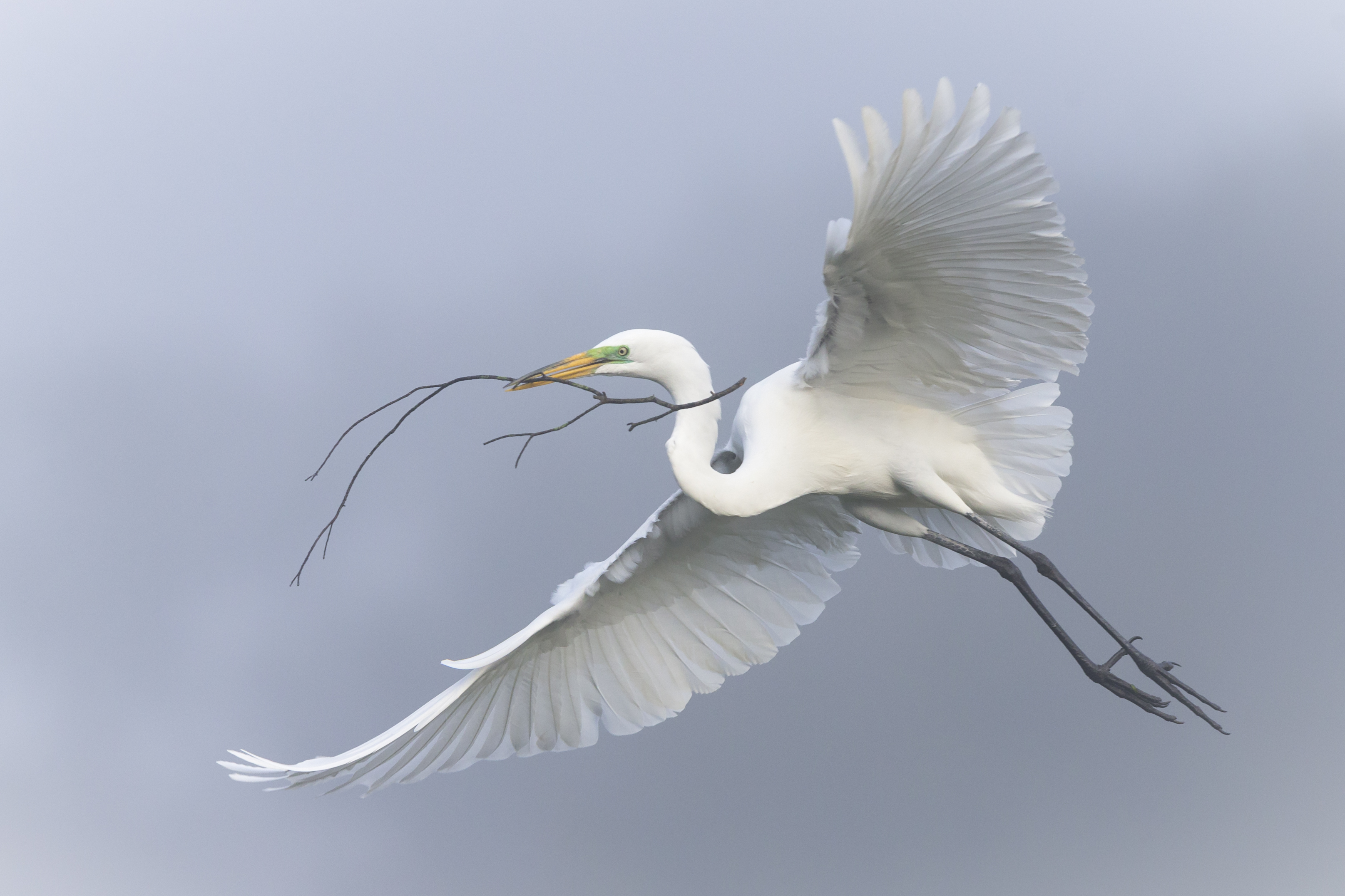 Q&A: National Audubon Society CEO Dr. Elizabeth Gray on how to overcome the climate crisis