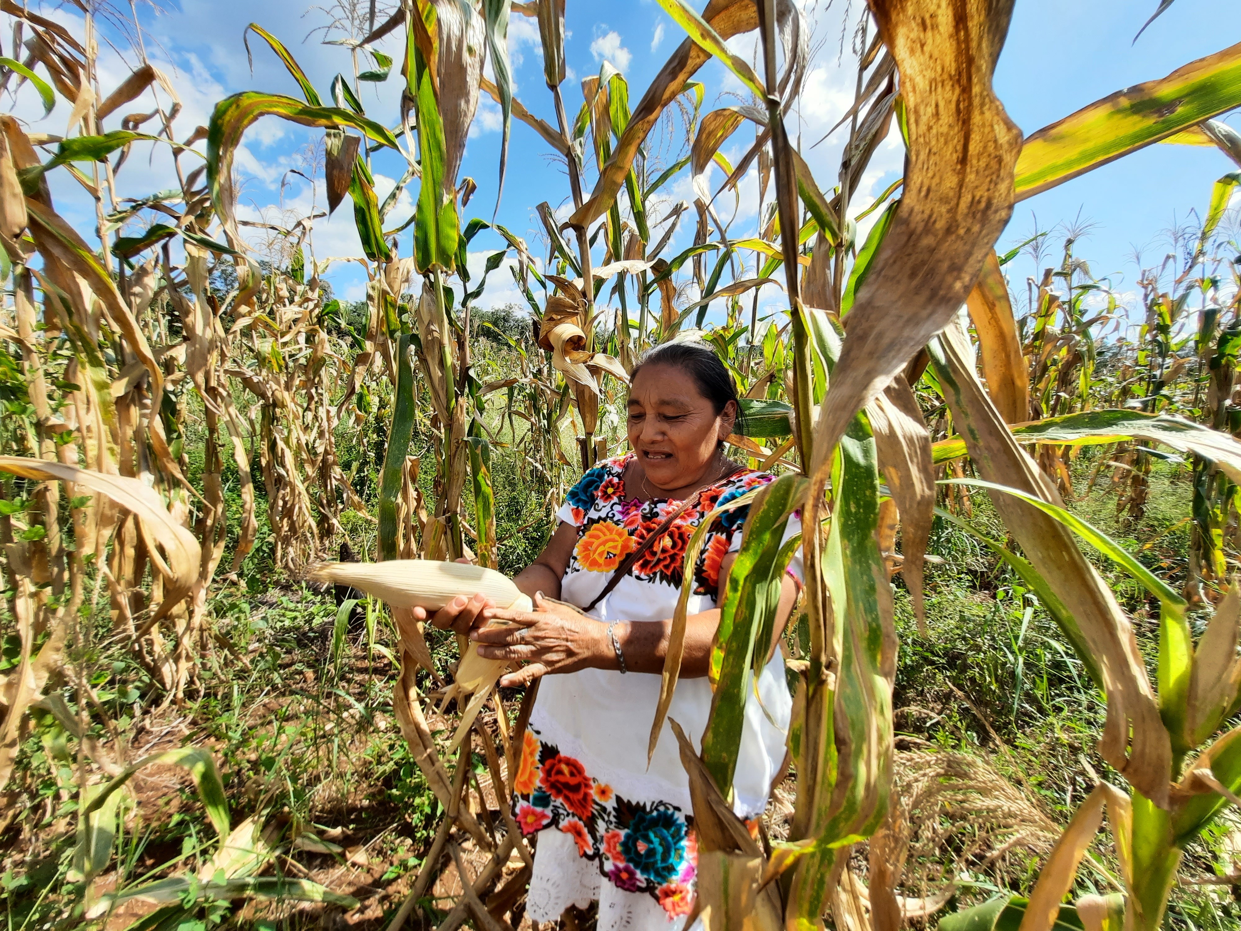 Bolstering nature-based livelihood solutions through state and community action in Yucatán, Mexico