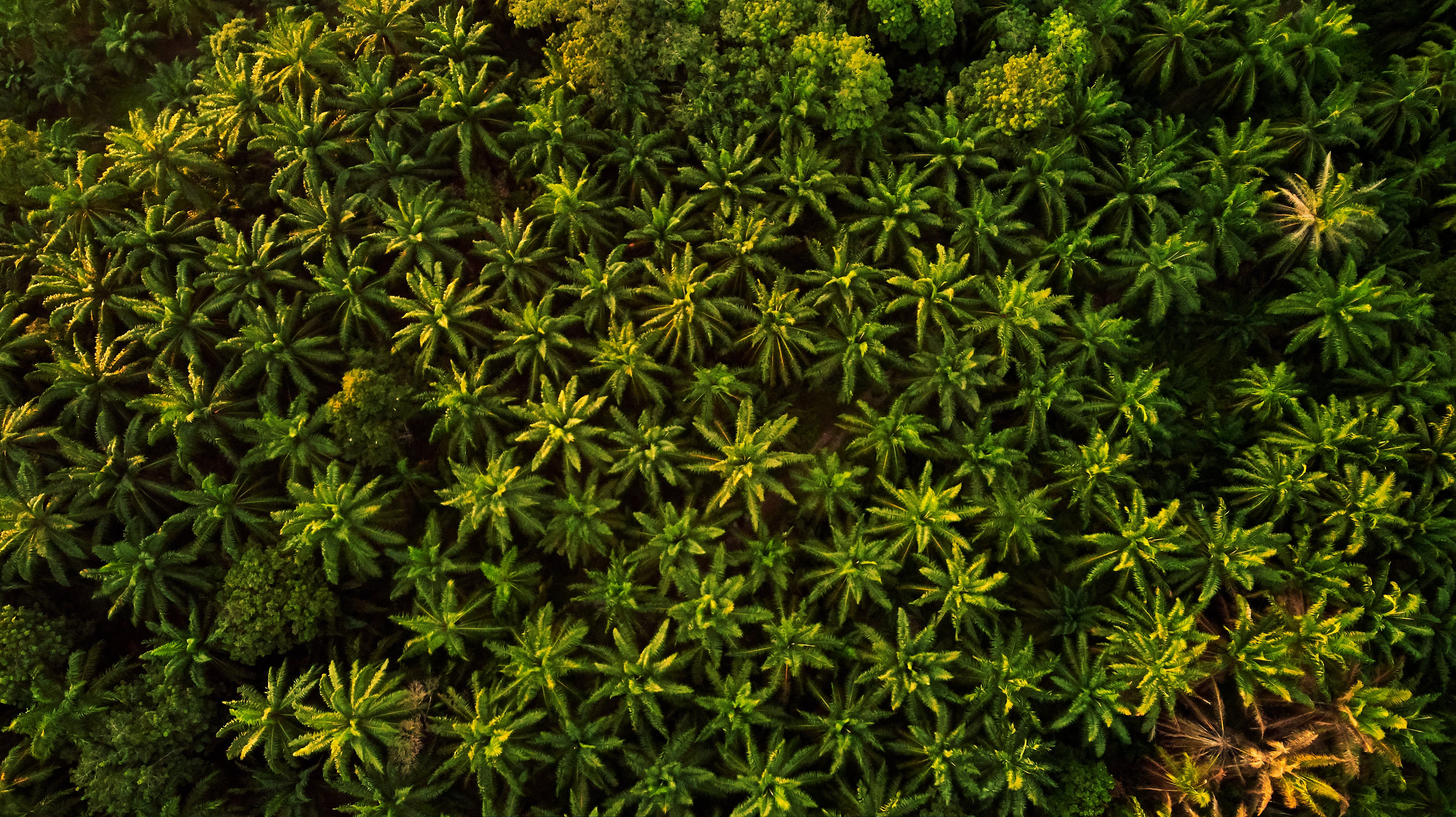 Climate Group responds to new COP28 declaration on food and agriculture
