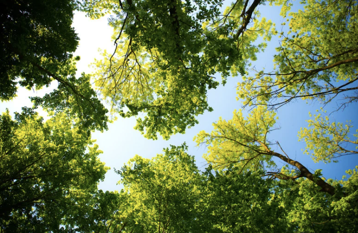 The Governance Playbook for Climate Standard-Setting