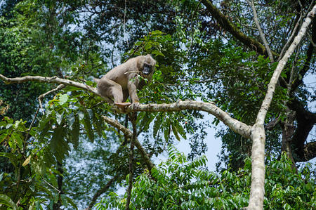 Low angle view of a monkey in a tree, taken in Calabar, Nigeria