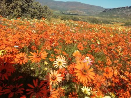 Western Cape flowers