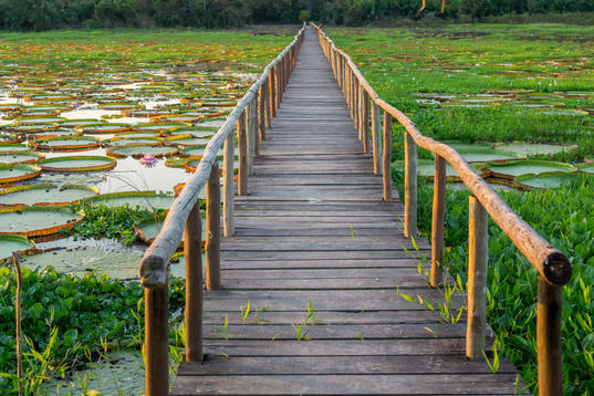 Brazilian Panantal wetlands