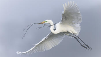 picture of egret
